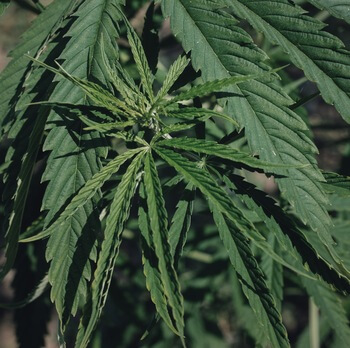 Terramedis propose une huile de CBD issue de l'agriculture biologique de Chanvre en Sarthe