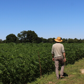 Terramedis est un acteur majeur du CBD en Sarthe